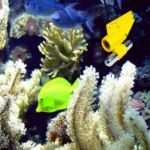 PerfectView Underwater Camera System